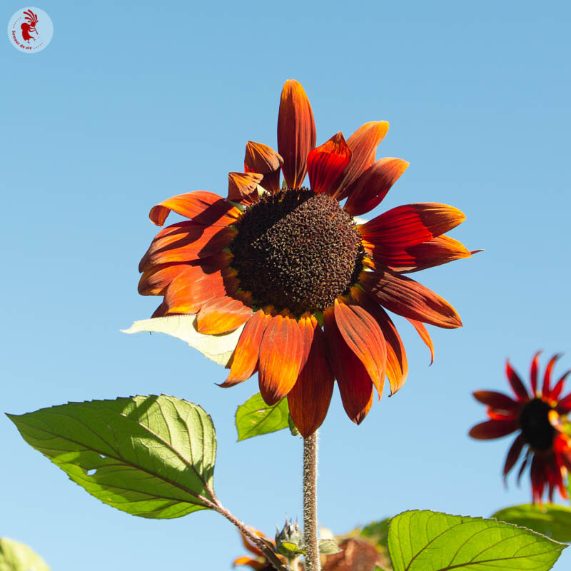 Sunflowers - Autumn Beauty