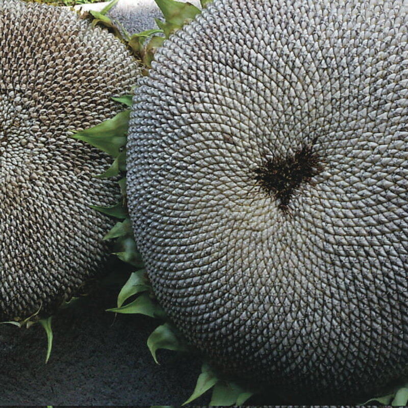 Sunflower seeds - Lyng's California Greystripe