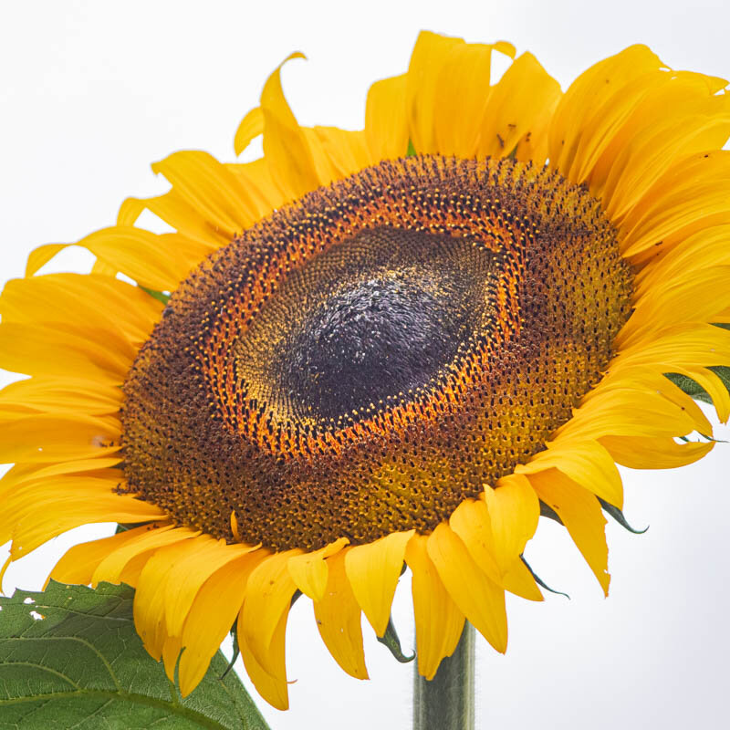 Sunflower seeds - Mammoth