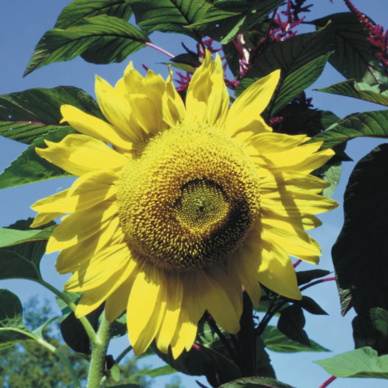 Sunflower seeds - Tarahumara