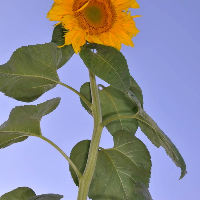 Sunflower seeds - Mongolian Giant