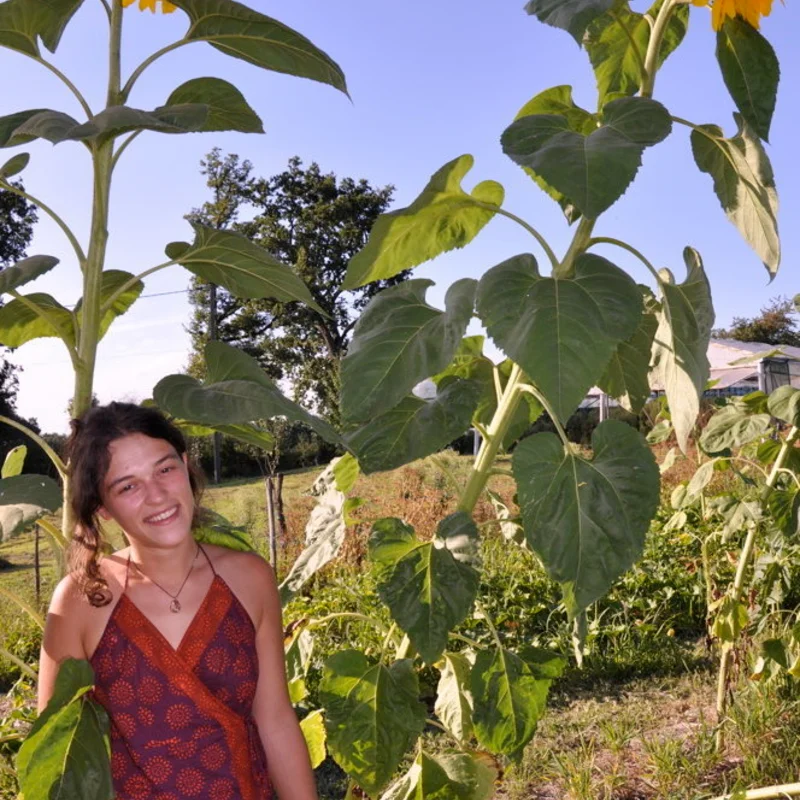 Sunflower seeds - Mongolian Giant