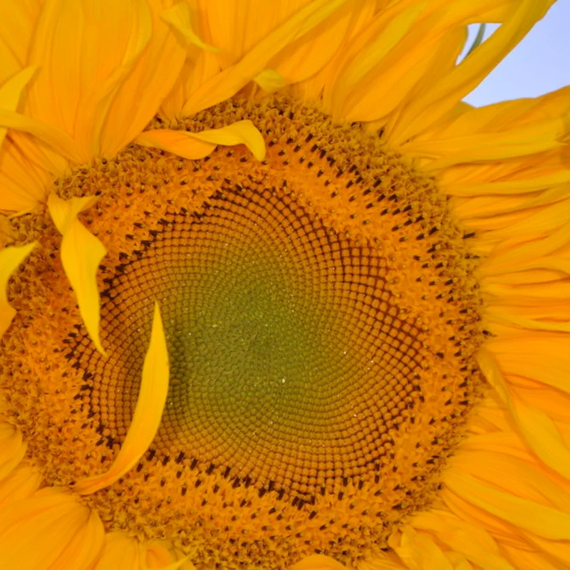 Sunflower seeds - Mongolian Giant