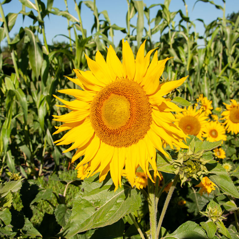Sunflowers - Irish Eyes