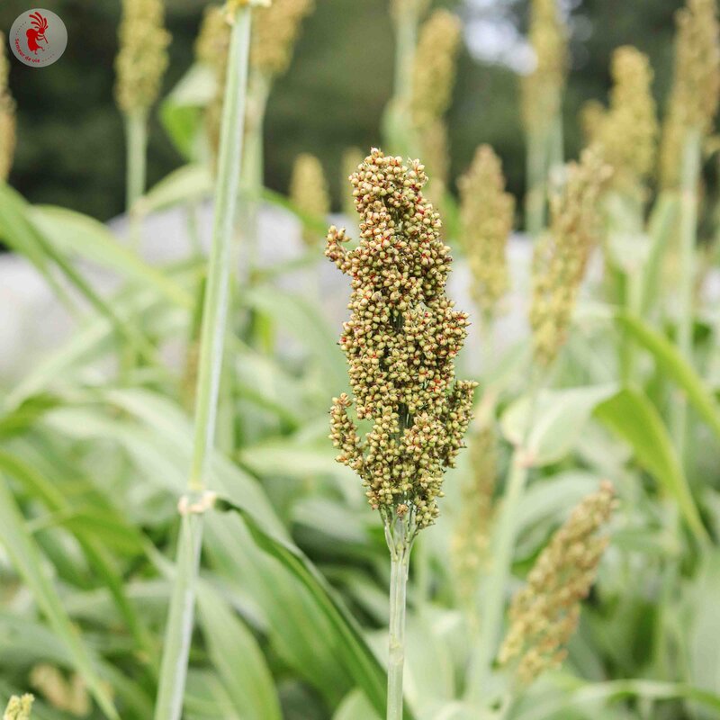 Sorghum - Iowa Sweet