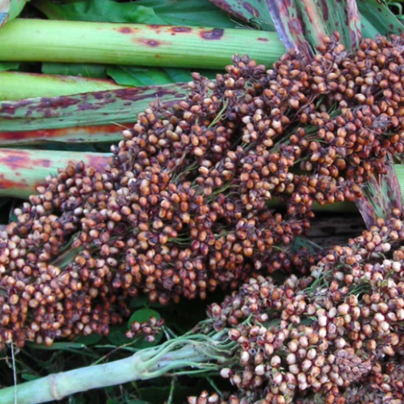 Sorghum - Iowa Sweet