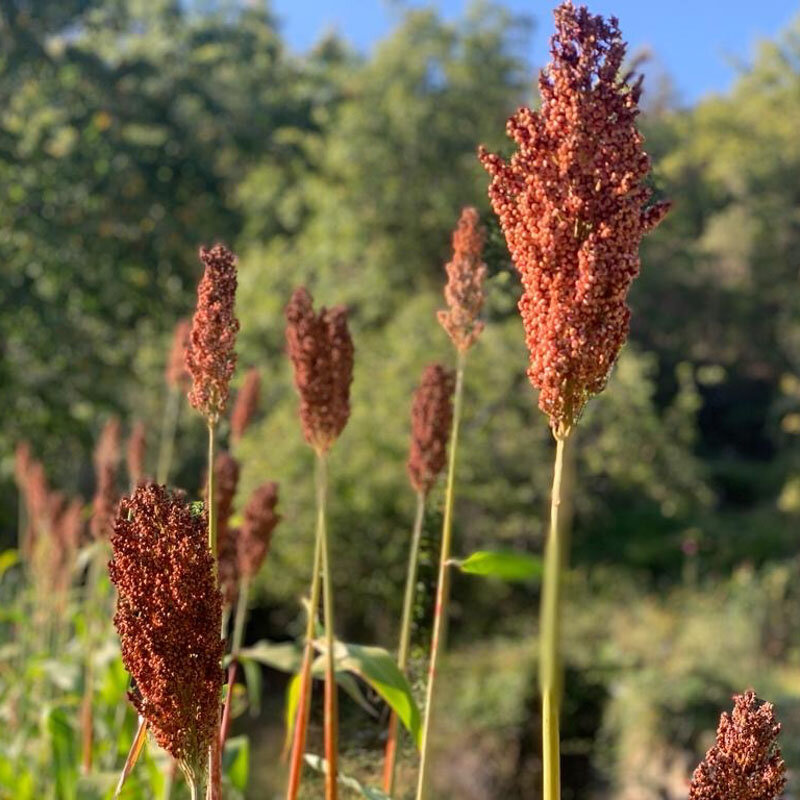 Sorghum - Red's Red Sweet