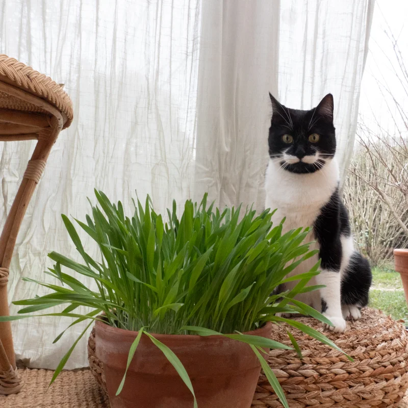 Barley - Catnip