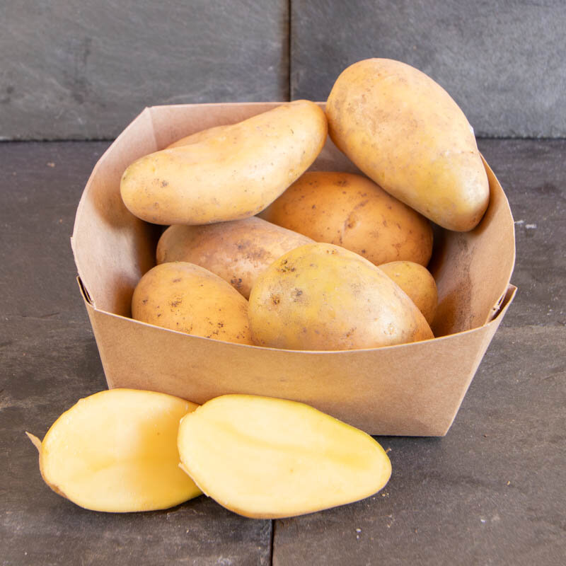 Potatoes - Organic Cephora potato - size 28/35 Organic Cephora potato 25 plants