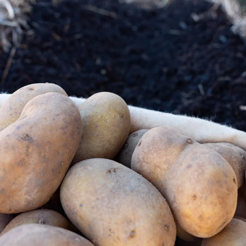 Potatoes - Organic Charlotte potato - size 25/35 Organic Charlotte potato 25 plants