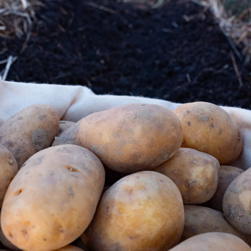 Potatoes - Linzer Delikatess organic potato - size 25/35 Linker Delikatess organic potato 25 plants