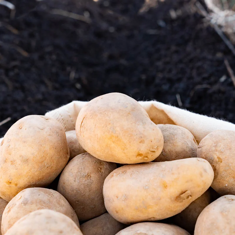 Potatoes - Agria organic potato - size 28/35 Agria organic potato 25 plants