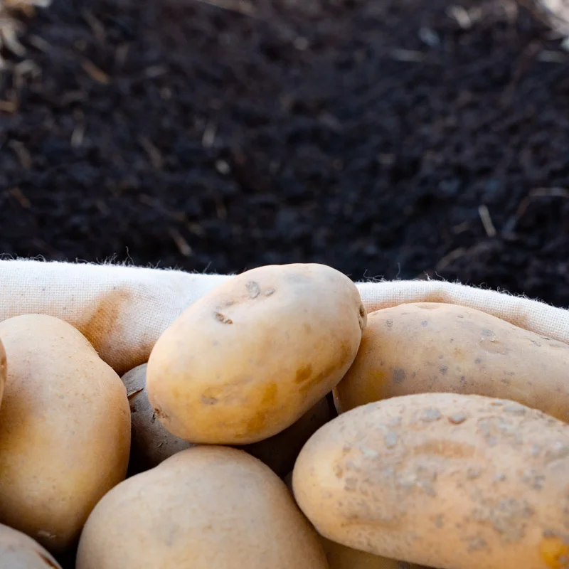 Potatoes - Altesse organic potato - size 28/35 Altesse organic potato 25 plants