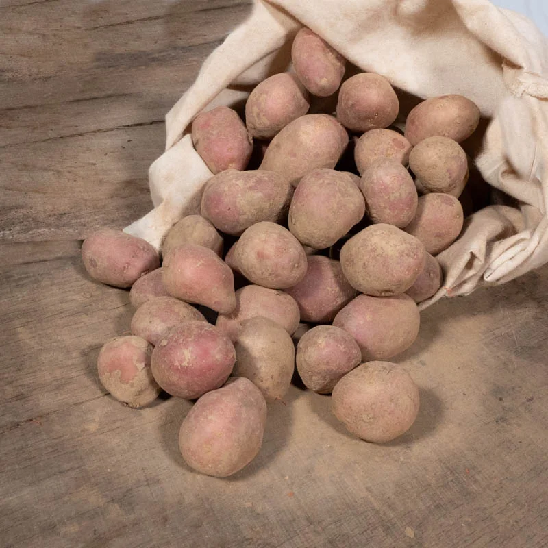 Potatoes - Dalida organic potato - size 28/35 Dalida organic potato 25 plants