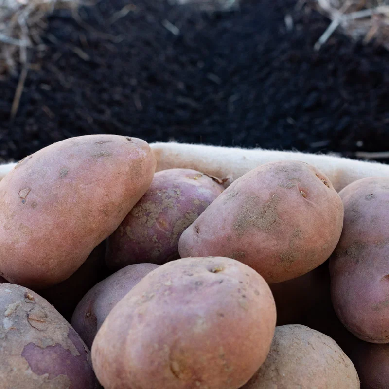 Potatoes - Dalida organic potato - size 28/35 Dalida organic potato 25 plants