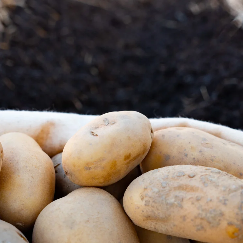 Potatoes - Organic Laurette potato - size 28/30 Organic Laurette potato 25 plants