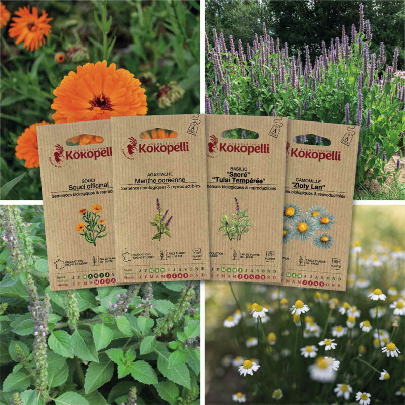 Fertile Assortments - Herbal teas - 4 organic seed packets to sow