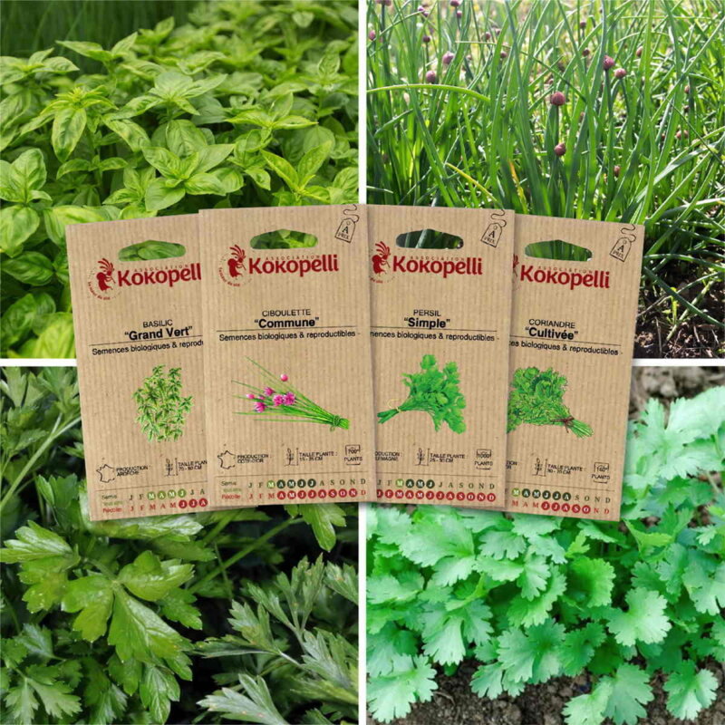 Fertile Assortments - Aromatic herbs - 4 organic seed packets for sowing