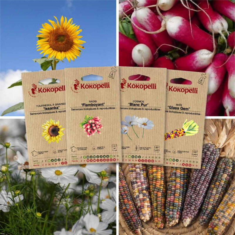 Fertile Assortments - Children's vegetable garden - 4 packets of organic seeds to sow