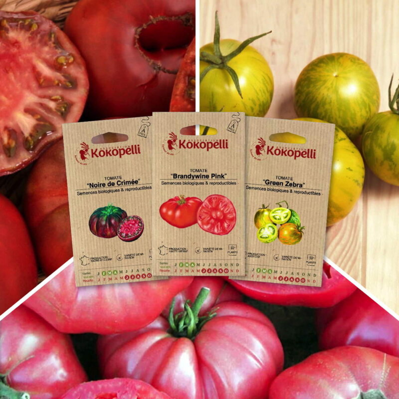 Fertile Assortments - Colorful tomatoes - 3 organic seed packets for sowing