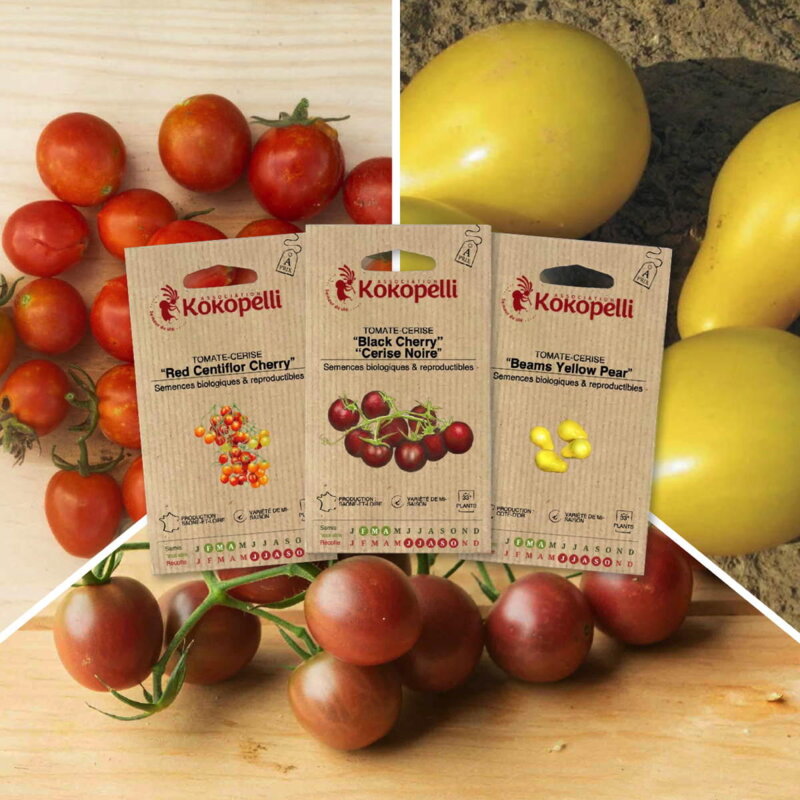 Fertile Assortments - Aperitif cherry tomatoes - 3 organic seed packets for sowing