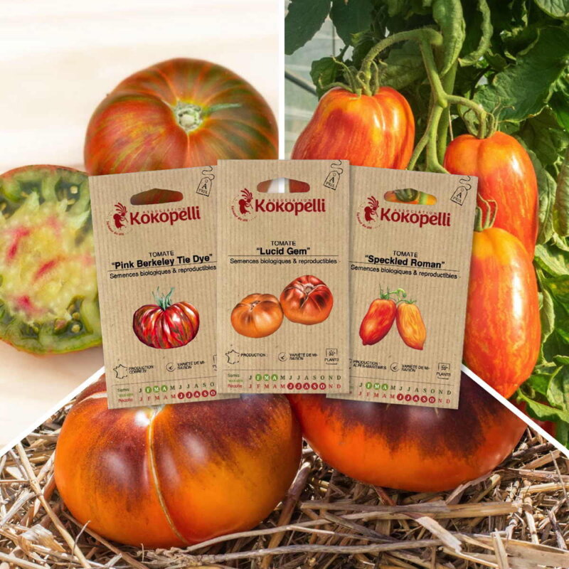 Fertile Assortments - Zebra tomatoes - 3 organic seed packets for sowing