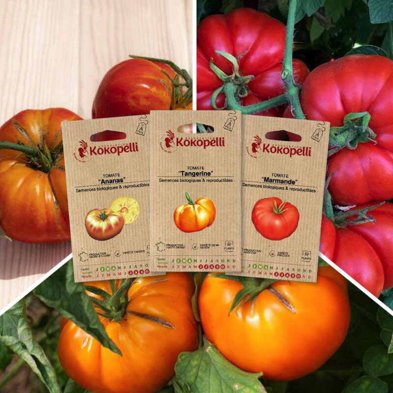 Fertile Assortments - Tomatoes for salad - 3 organic seed packets for sowing