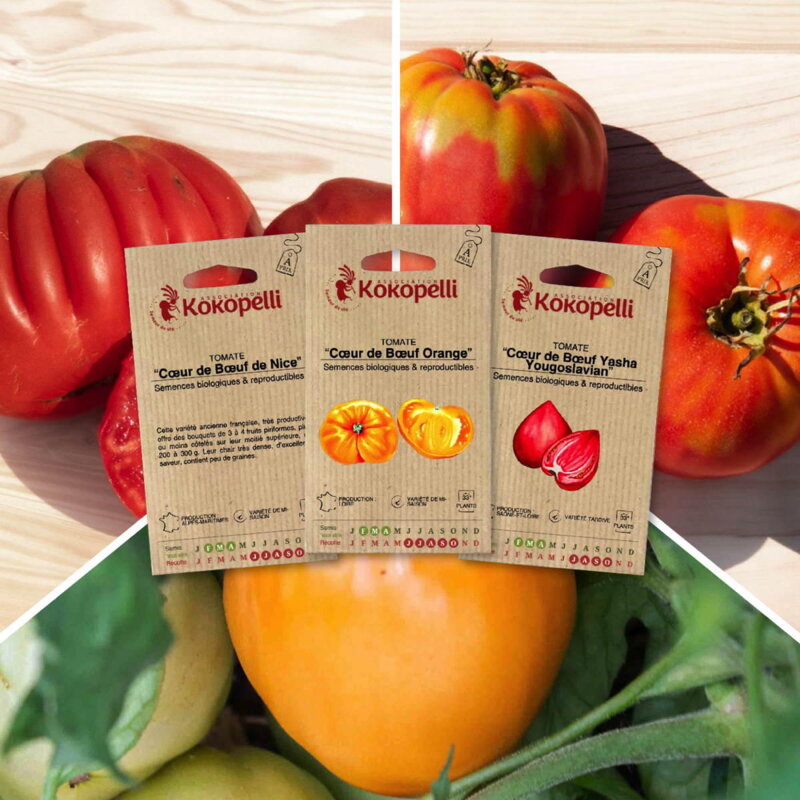 Fertile Assortments - Cœur de Bœuf Tomatoes - 3 organic seed packets for sowing