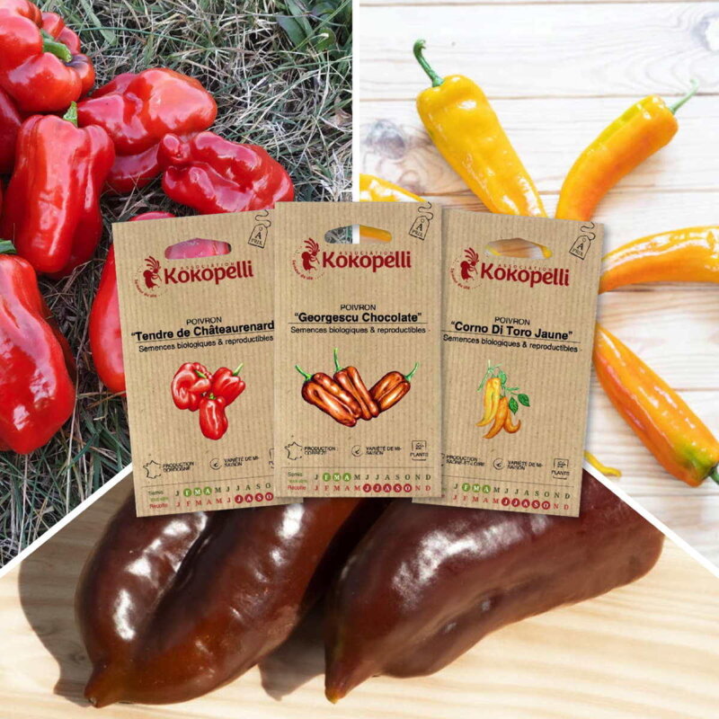 Fertile Assortments - Colorful peppers - 3 organic seed packets for sowing