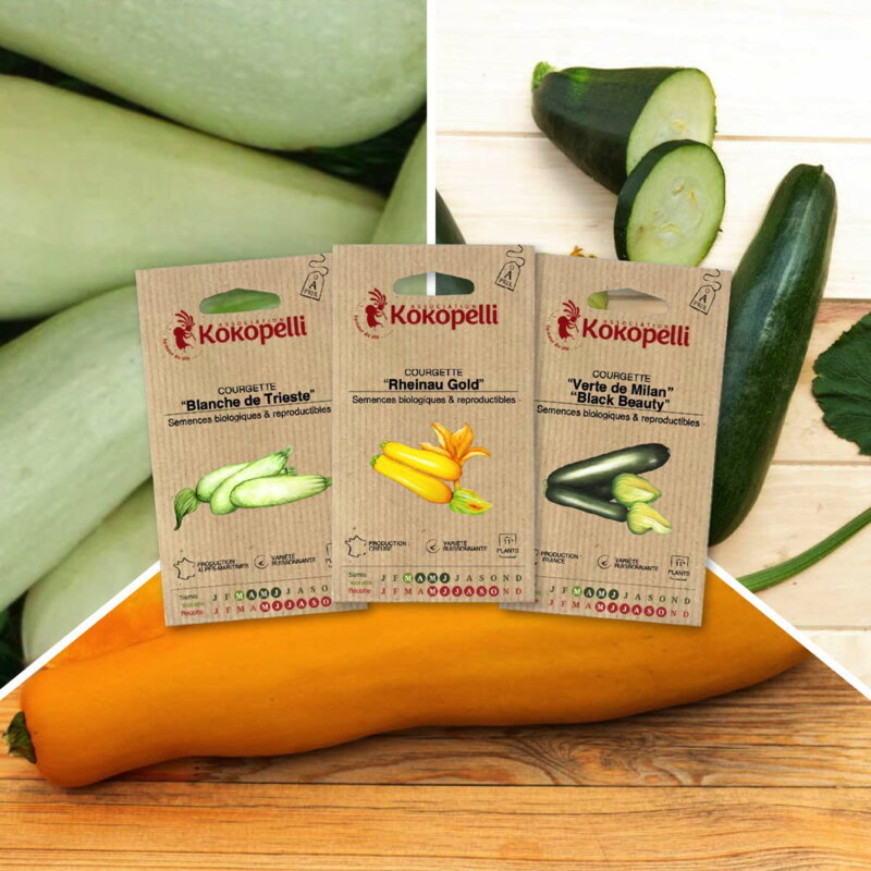 Fertile Assortments - Zucchinis Colorées - 3 organic seed packets for sowing