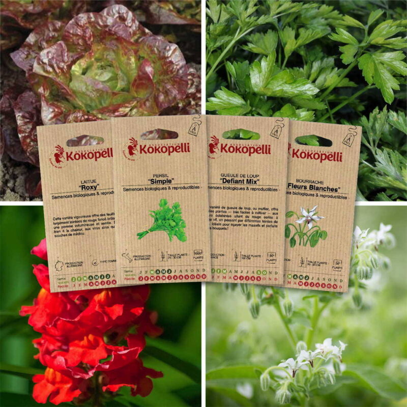 Fertile Assortments - Mes semis de janvier - 4 packets of organic seeds to sow