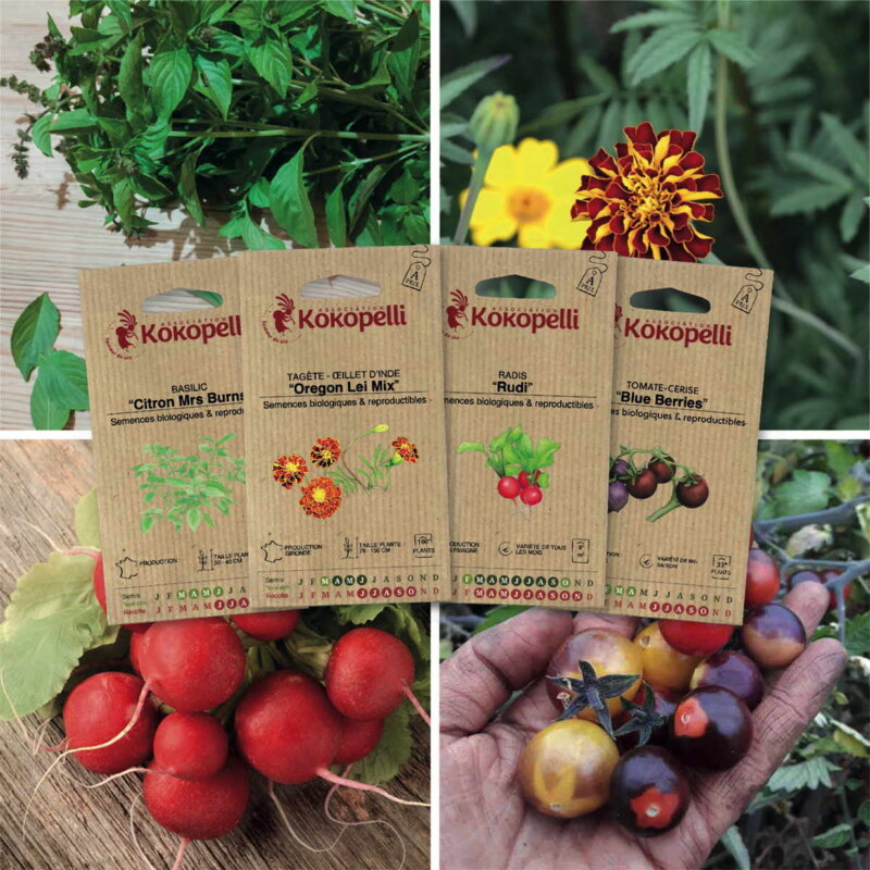 Fertile Assortments - Mes semis de mars - 4 packets of organic seeds to sow