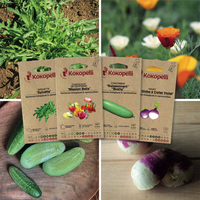 Fertile Assortments - Mes semis de juin - 4 packets of organic seeds to sow