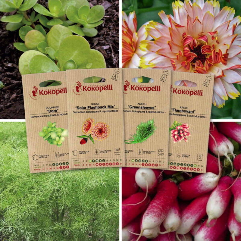 Fertile Assortments - Mes semis de juillet - 4 packets of organic seeds to sow