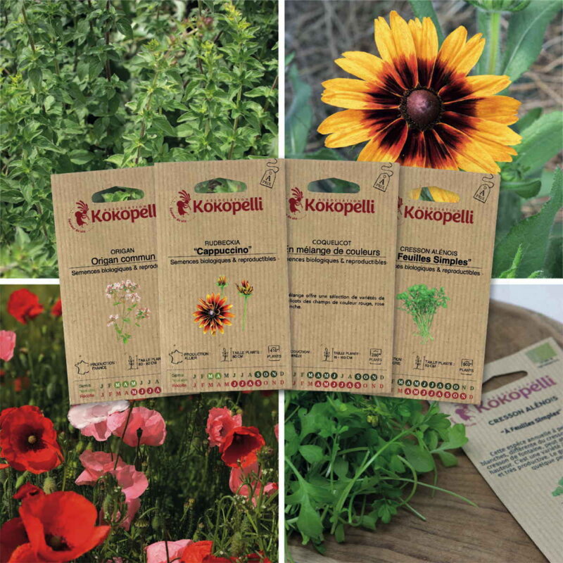 Fertile Assortments - My November seedlings - 4 packets of organic seeds to sow