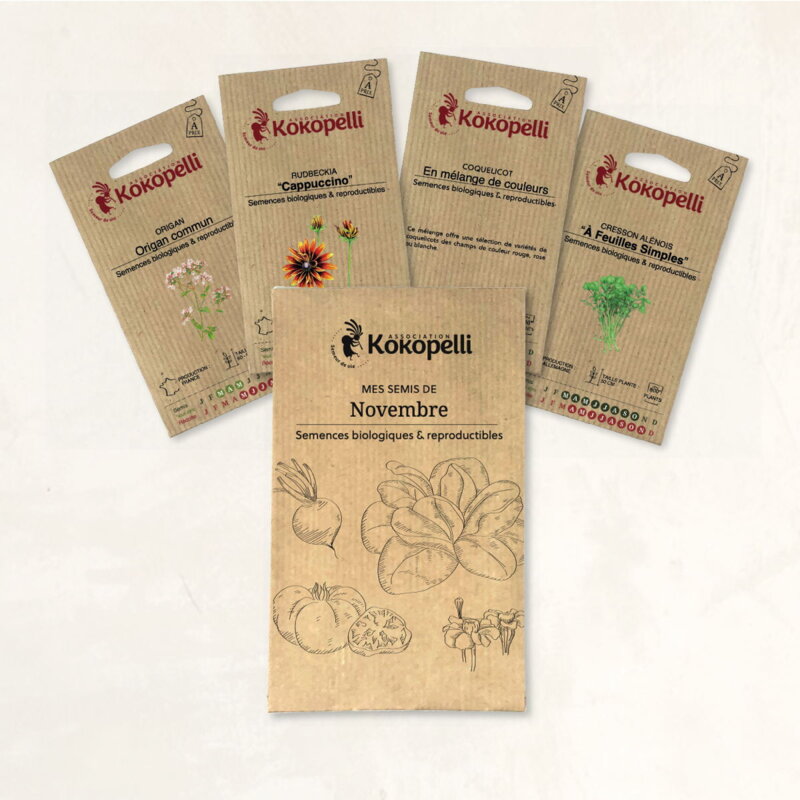 Fertile Assortments - My November seedlings - 4 packets of organic seeds to sow