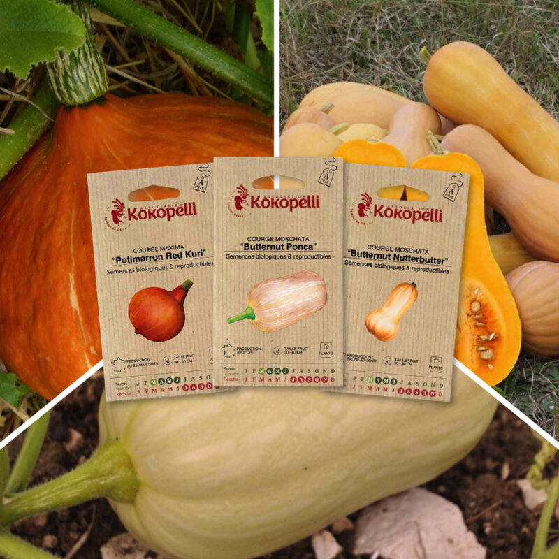 Fertile Assortments - Small fruit squash - 3 organic seed packets for sowing