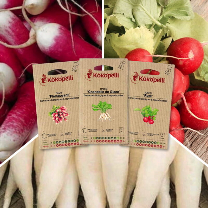 Fertile Assortments - Radishes in various shapes - 3 organic seed packets for sowing