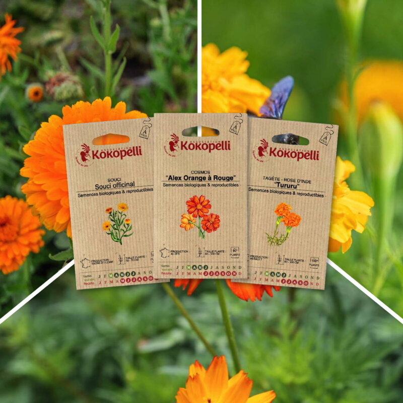 Fertile Assortments - Flowers for the vegetable garden - 3 organic seed packets for sowing