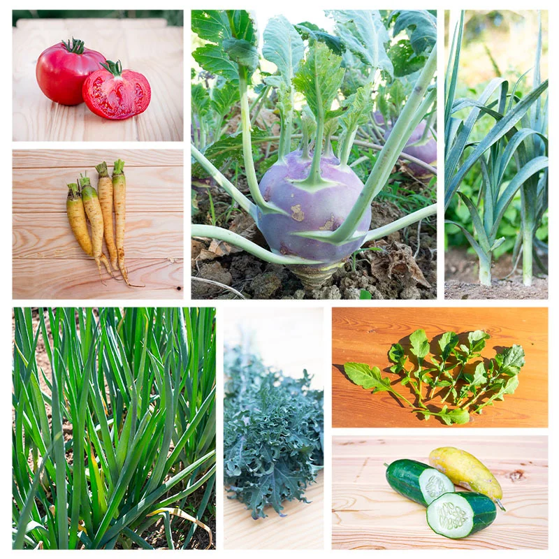 Fertile Assortments - Assortment - Mountain vegetable garden