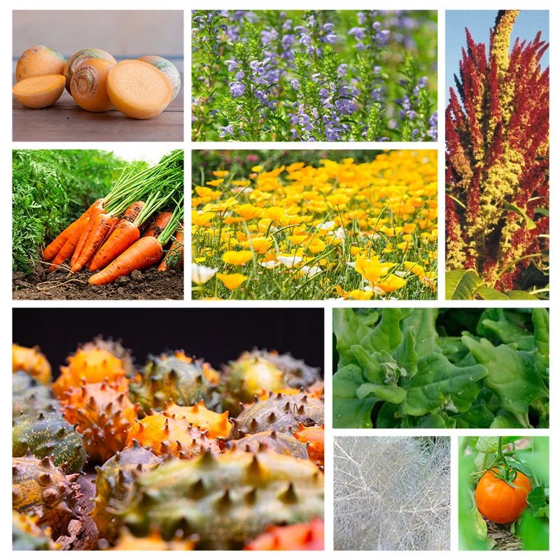 Fertile Assortments - Assortment - The autonomous vegetable garden