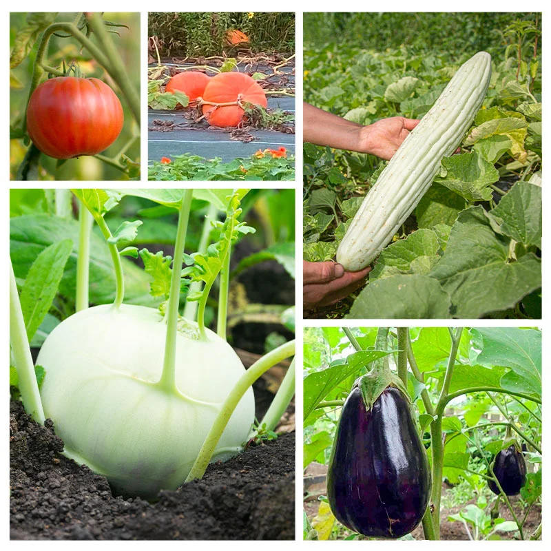 Fertile Assortments - Assortment - Giant vegetable garden