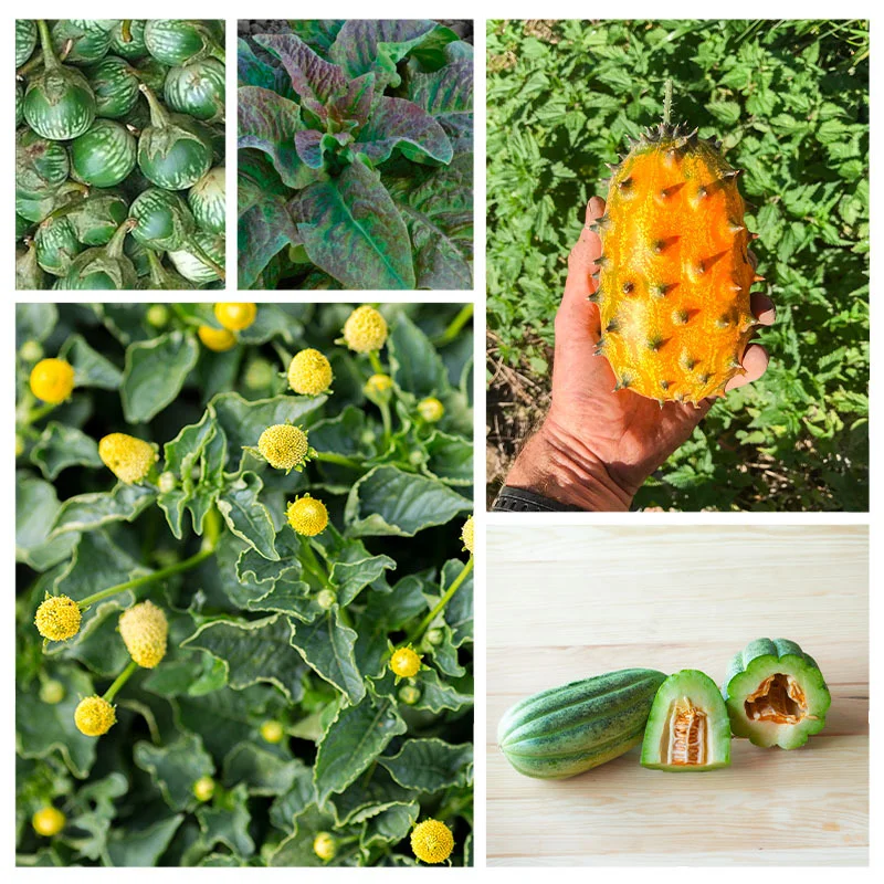 Fertile Assortments - Assortment - The vegetable garden of curiosities