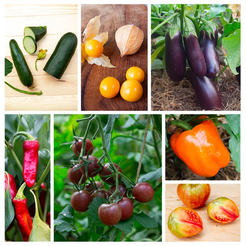 Fertile Assortments - Cagnolle's summer vegetables