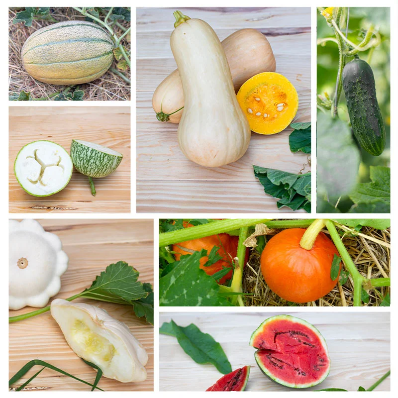 Fertile Assortments - Cucurbits from Cagnolle