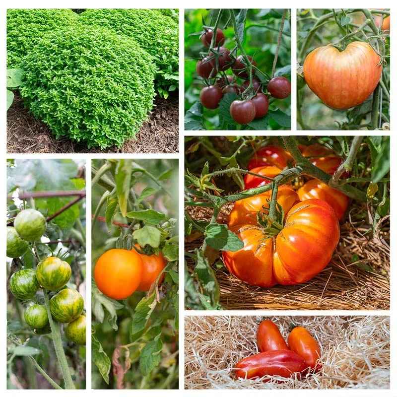 Fertile Assortments - Cagnolle tomatoes