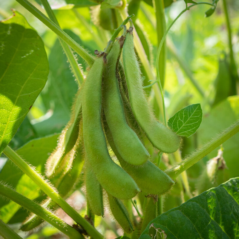 Soya beans - Hokkaido Black
