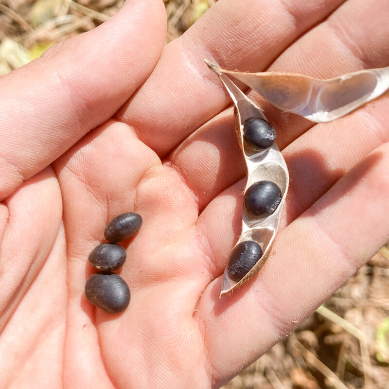 Soya beans - Hokkaido Black