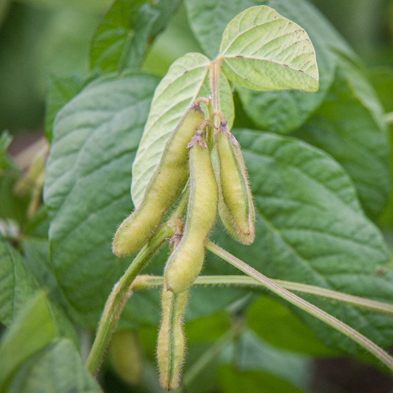 Soya beans - Jewel