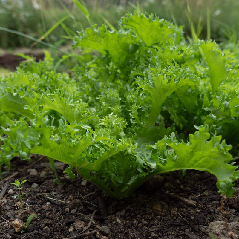 Curly endive - Ruffec